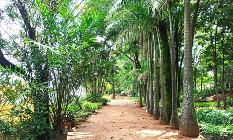 Parque Jacques Cousteau terá trilha guiada neste domingo (13)