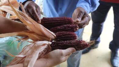 CEVAE Serra Verde recebe mutirão para troca de semente crioula e agroecológica