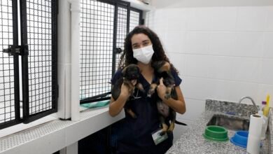 Hospital Veterinário não terá atendimento ao público externo no feriado