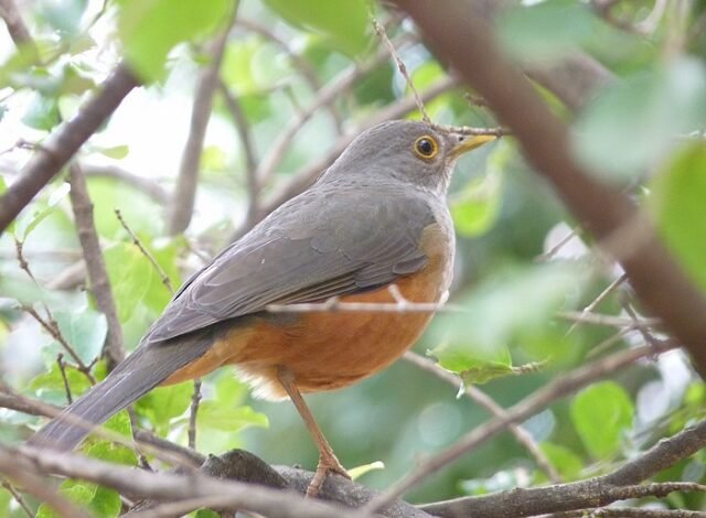 Parque Aggeo Pio Sobrinho recebe projeto de observação de aves neste sábado (10)
