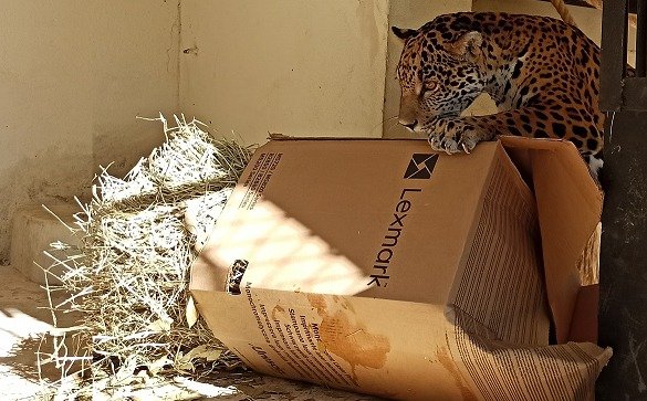 Zoológico de BH adota medidas para proteger os animais na época mais fria do ano