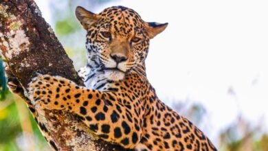 Onça pintada Maya já está no recinto de visitação do Zoo de BH