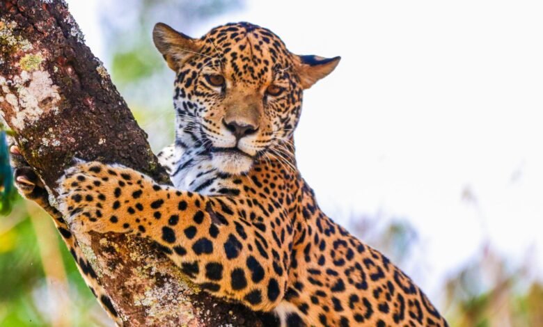 Onça pintada Maya já está no recinto de visitação do Zoo de BH