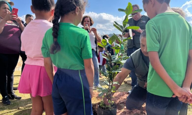 PBH lança painel para monitoramento de metas do Plano de Arborização