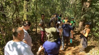 Trilha gratuita apresenta a biodiversidade do Parque Ursulina de Andrade Mello