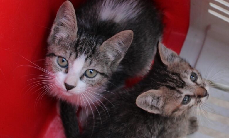 Adota BH oferece mais de 300 animais e busca ampliar a rede de guarda responsável