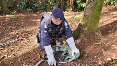 Guarda Municipal salva 366 animais expostos a risco de morte no primeiro semestre