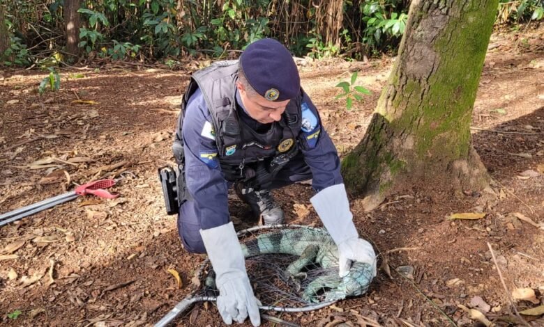 Guarda Municipal salva 366 animais expostos a risco de morte no primeiro semestre