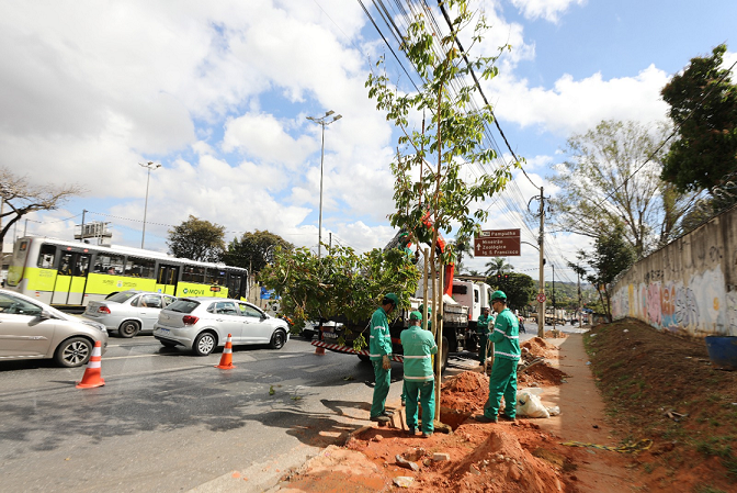 Prefeitura de BH inicia pela Pampulha plantio de mais de mil árvores adultas na cidade