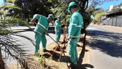 Prefeitura de BH inicia plantio de mudas para compensação ambiental das obras do viaduto do Belvedere