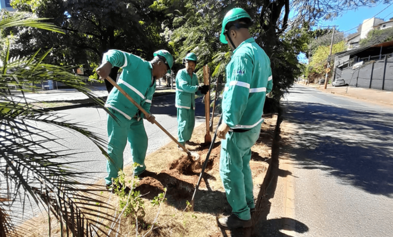 Prefeitura de BH inicia plantio de mudas para compensação ambiental das obras do viaduto do Belvedere