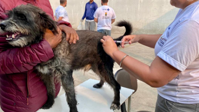 Prefeitura de BH promove vacinação de animais contra a raiva em shopping da região Nordeste