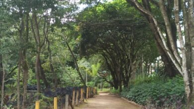 Trilha Kids leva a criançada a ter contato com a natureza no Ursulina de Andrade Mello
