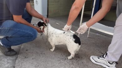 Após vacinar 186 mil cães e gatos contra raiva, PBH mantém 15 postos de imunização
