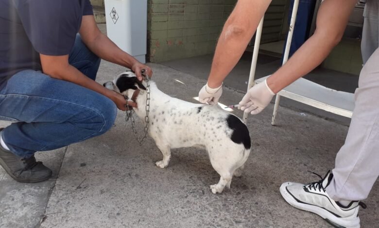 Após vacinar 186 mil cães e gatos contra raiva, PBH mantém 15 postos de imunização
