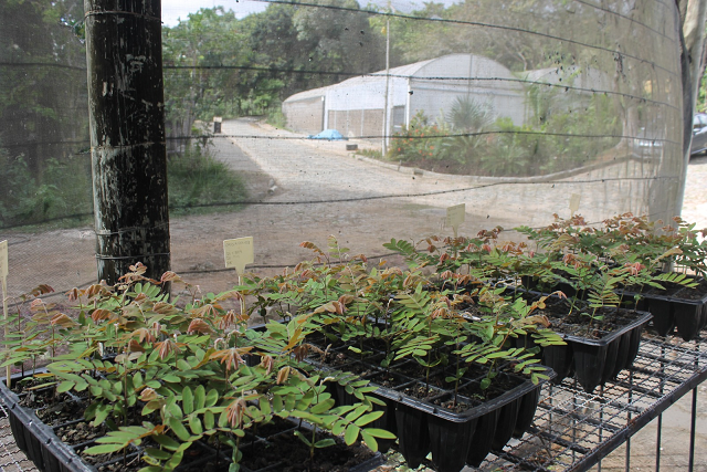 Composto produzido pelo Jardim Botânico apresenta resultados positivos no cultivo de ipês e outras espécies