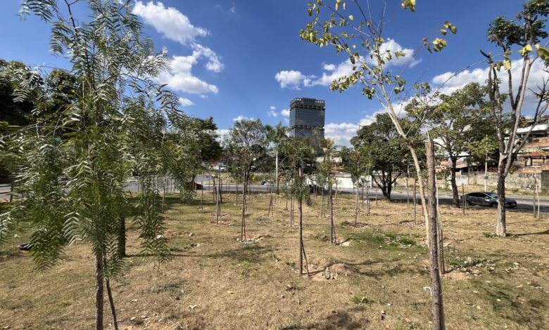 Minifloresta muda a cara da paisagem em praça do Bairro Cachoeirinha