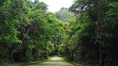 Trilhas educativas incentivam conexão com a natureza no Ursulina de Andrade Mello e outros parques