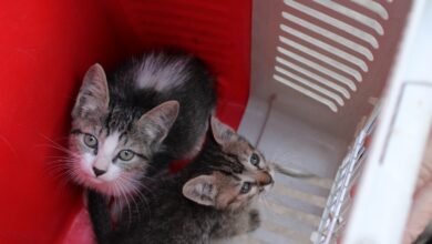 Virada Cultural terá atividades de educação ambiental e adoção de cães e gatos