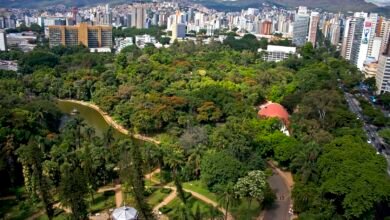 Ambiente em Foco Virtual aborda o Plano de Arborização de BH