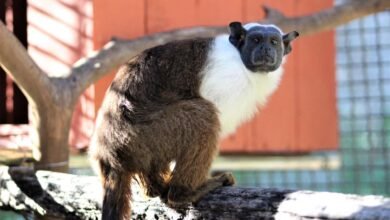 Ameaçada de extinção, fêmea de sauim-de-coleira é a primeira da espécie no Zoo de BH