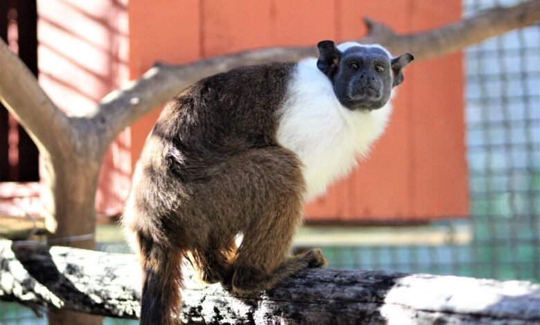 Ameaçada de extinção, fêmea de sauim-de-coleira é a primeira da espécie no Zoo de BH