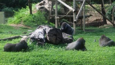 Atividade no Zoológico marca o Dia Mundial do Gorila