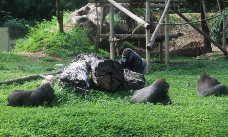 Atividade no Zoológico marca o Dia Mundial do Gorila