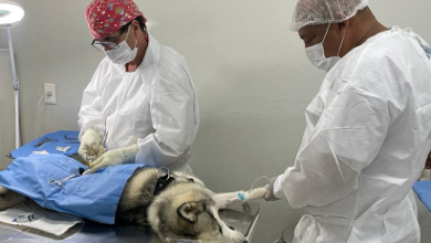 Castração de cães e gatos será agendada pelo gov.br