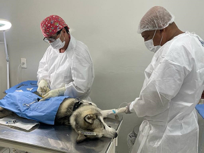 Castração de cães e gatos será agendada pelo gov.br