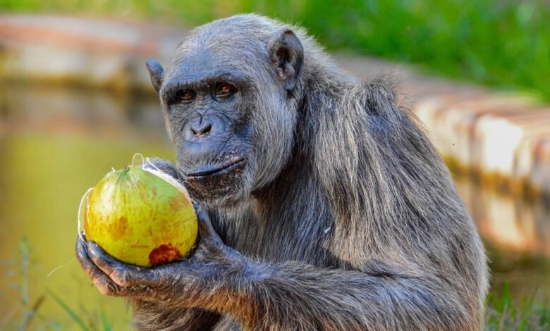 Com diabetes, chimpanzé Serafim recebe cuidados especiais no Zoológico