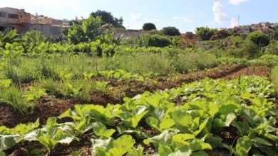 PBH inicia credenciamento de novas hortas comunitárias