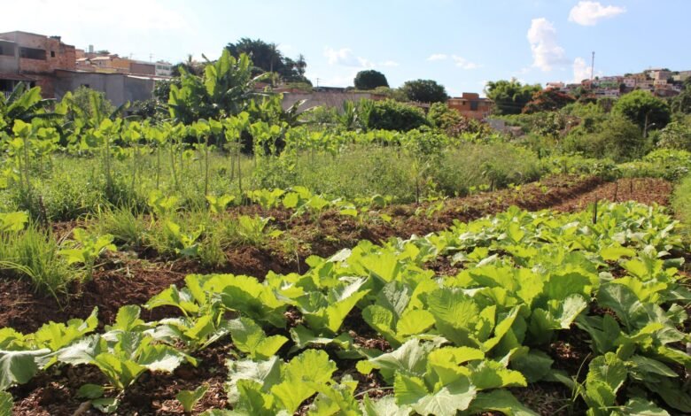 PBH inicia credenciamento de novas hortas comunitárias