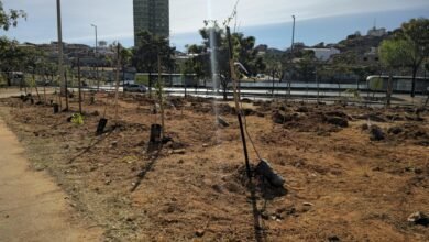 Para celebrar o Dia da Árvore, PBH planta 130 mudas no Nova Cachoeirinha
