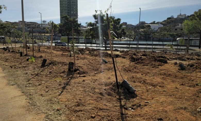 Para celebrar o Dia da Árvore, PBH planta 130 mudas no Nova Cachoeirinha