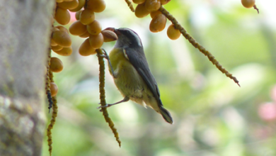 Parque Municipal terá observação de aves neste sábado (13)