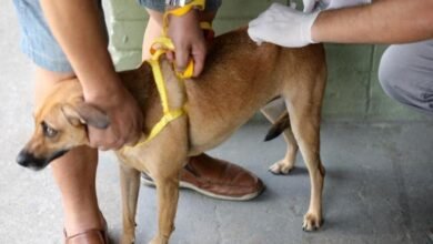 Prefeitura de BH mantém vacinação de cães e gatos contra a raiva