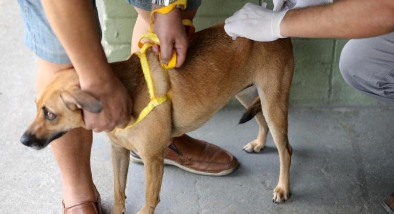 Prefeitura de BH mantém vacinação de cães e gatos contra a raiva