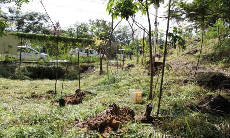 Programa Renascente chega a 900 plantios neste ano