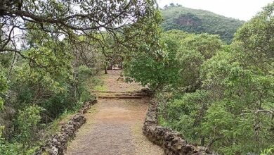 Trilha do Cerrado celebra o dia do bioma no Parque das Mangabeiras