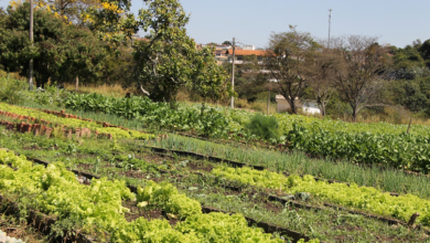 Zoológico de BH é referência nacional na produção de hortaliças e capim para alimentar os animais
