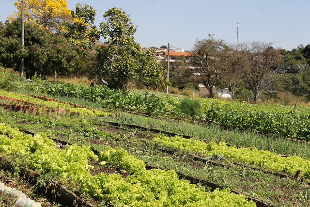 Zoológico de BH é referência nacional na produção de hortaliças e capim para alimentar os animais