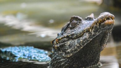 Zoológico de BH promove campanha de preservação dos jacarés
