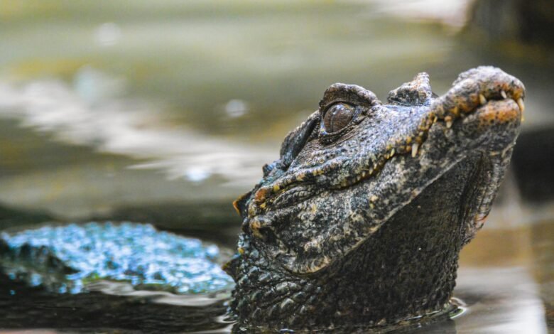 Zoológico de BH promove campanha de preservação dos jacarés