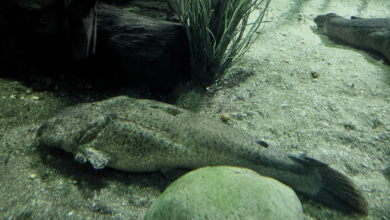 Ameaçados de extinção, pacamãs chegam ao Aquário do Rio São Francisco