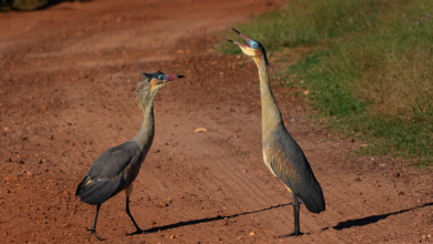 Cartilha lançada pela PBH registra mais de 160 espécies de aves na Mata Izidora