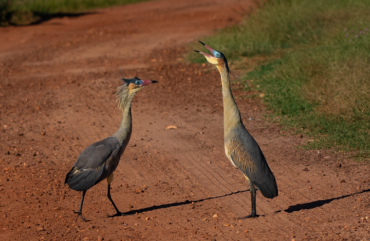 Cartilha lançada pela PBH registra mais de 160 espécies de aves na Mata Izidora