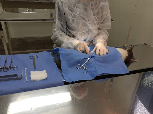 Castração de cães e gatos será agendada pelo gov.br a partir desta segunda-feira (6)