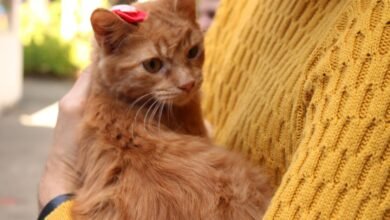 Inscrições abertas até 12 de novembro para o Fórum Ambiental Causa Animal