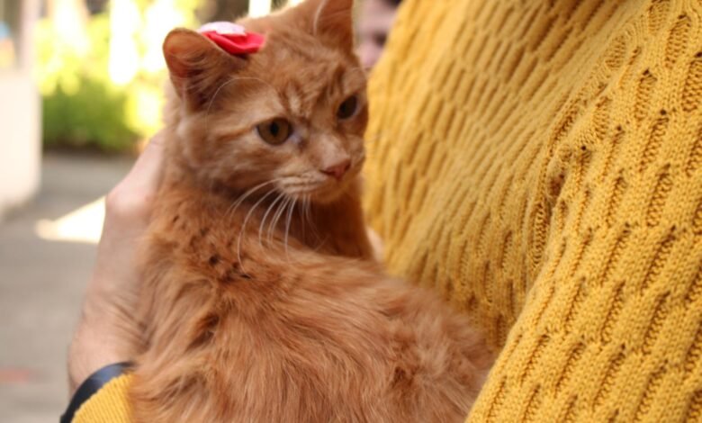 Inscrições abertas até 12 de novembro para o Fórum Ambiental Causa Animal